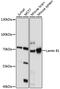 Lamin B1 antibody, 16-711, ProSci, Western Blot image 