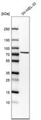 Solute carrier family 23 member 2 antibody, HPA052825, Atlas Antibodies, Western Blot image 