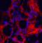 Collagen Type I Alpha 1 Chain antibody, orb319485, Biorbyt, Immunofluorescence image 