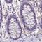 GLYAT antibody, NBP2-55298, Novus Biologicals, Immunohistochemistry paraffin image 