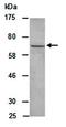 Cbl Proto-Oncogene Like 1 antibody, orb67187, Biorbyt, Western Blot image 
