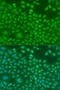 Ninein antibody, 23-465, ProSci, Immunofluorescence image 