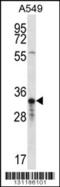 Olfactory Receptor Family 4 Subfamily F Member 5 antibody, 56-345, ProSci, Western Blot image 