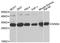 GINS Complex Subunit 4 antibody, A8592, ABclonal Technology, Western Blot image 
