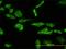 Lysosomal acid phosphatase antibody, H00000053-M01, Novus Biologicals, Immunofluorescence image 