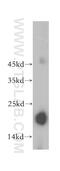 Peroxiredoxin 5 antibody, 17724-1-AP, Proteintech Group, Western Blot image 