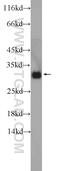 Putative gonadotropin-releasing hormone II receptor antibody, 20728-1-AP, Proteintech Group, Western Blot image 