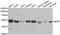 NIMA Related Kinase 3 antibody, abx005111, Abbexa, Western Blot image 