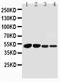 BCL3 Transcription Coactivator antibody, PA1539, Boster Biological Technology, Western Blot image 