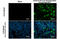 Influenza virus antibody, GTX128539, GeneTex, Immunofluorescence image 