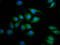 Succinate dehydrogenase assembly factor 2, mitochondrial antibody, LS-C681270, Lifespan Biosciences, Immunofluorescence image 