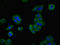 Lymphocyte Antigen 6 Family Member H antibody, LS-C396016, Lifespan Biosciences, Immunofluorescence image 
