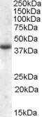 Arrestin 3 antibody, orb20206, Biorbyt, Western Blot image 