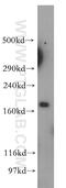 Kalirin RhoGEF Kinase antibody, 19740-1-AP, Proteintech Group, Western Blot image 