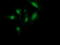 Mgl2 antibody, M04317, Boster Biological Technology, Immunofluorescence image 