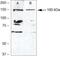 MYB Binding Protein 1a antibody, 40-1200, Invitrogen Antibodies, Western Blot image 