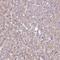 Spindle Apparatus Coiled-Coil Protein 1 antibody, HPA044700, Atlas Antibodies, Immunohistochemistry frozen image 