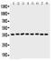 Annexin A5 antibody, PB9044, Boster Biological Technology, Western Blot image 