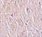 Leucine Rich Repeat Transmembrane Neuronal 4 antibody, GTX31824, GeneTex, Immunohistochemistry paraffin image 