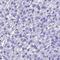 Beta-defensin 106 antibody, NBP2-46716, Novus Biologicals, Immunohistochemistry paraffin image 