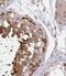 Ataxin 2 Like antibody, FNab00741, FineTest, Immunohistochemistry frozen image 