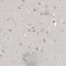 MRT4 Homolog, Ribosome Maturation Factor antibody, HPA026446, Atlas Antibodies, Immunohistochemistry frozen image 
