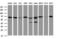 Heat Shock Protein Family D (Hsp60) Member 1 antibody, LS-C337039, Lifespan Biosciences, Western Blot image 