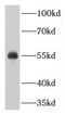 CUGBP Elav-Like Family Member 3 antibody, FNab08845, FineTest, Western Blot image 