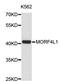 Mortality Factor 4 Like 1 antibody, abx126977, Abbexa, Western Blot image 