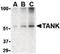 TRAF family member-associated NF-kappa-B activator antibody, orb86792, Biorbyt, Western Blot image 