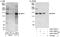 Protein phosphatase Slingshot homolog 1 antibody, A301-307A, Bethyl Labs, Immunoprecipitation image 
