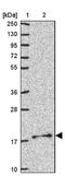 Mitochondrial Ribosomal Protein S11 antibody, NBP2-30823, Novus Biologicals, Western Blot image 
