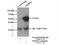Tripartite Motif Containing 72 antibody, 22151-1-AP, Proteintech Group, Immunoprecipitation image 