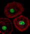 Heterogeneous nuclear ribonucleoprotein A/B antibody, LS-B10179, Lifespan Biosciences, Immunofluorescence image 