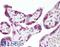 Bifunctional arginine demethylase and lysyl-hydroxylase JMJD6 antibody, LS-B7234, Lifespan Biosciences, Immunohistochemistry paraffin image 