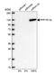 Protein Phosphatase 1 Regulatory Subunit 13 Like antibody, HPA041231, Atlas Antibodies, Western Blot image 