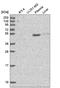 Nephronectin antibody, NBP2-55621, Novus Biologicals, Western Blot image 