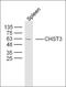 Centrosomal Protein 120 antibody, orb182544, Biorbyt, Western Blot image 