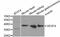 VEGF antibody, A5708, ABclonal Technology, Western Blot image 