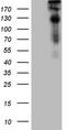 Tumor Protein P53 Binding Protein 1 antibody, TA807151, Origene, Western Blot image 
