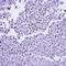 DNA-directed RNA polymerase II subunit RPB7 antibody, orb69819, Biorbyt, Immunohistochemistry paraffin image 