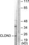 Claudin 3 antibody, TA311646, Origene, Western Blot image 