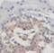Coiled-Coil-Helix-Coiled-Coil-Helix Domain Containing 7 antibody, FNab01639, FineTest, Immunohistochemistry frozen image 