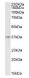 Prostaglandin reductase 1 antibody, orb377883, Biorbyt, Western Blot image 