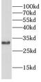BCL10 Immune Signaling Adaptor antibody, FNab00835, FineTest, Western Blot image 