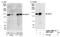 Protein SMG7 antibody, NBP1-22967, Novus Biologicals, Western Blot image 
