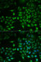 Phospholipase A2 Group IID antibody, 22-408, ProSci, Immunofluorescence image 