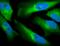 Biliverdin Reductase A antibody, orb182234, Biorbyt, Immunofluorescence image 