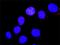 YES Proto-Oncogene 1, Src Family Tyrosine Kinase antibody, H00007525-M02, Novus Biologicals, Proximity Ligation Assay image 