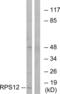 40S ribosomal protein S12 antibody, abx014092, Abbexa, Western Blot image 